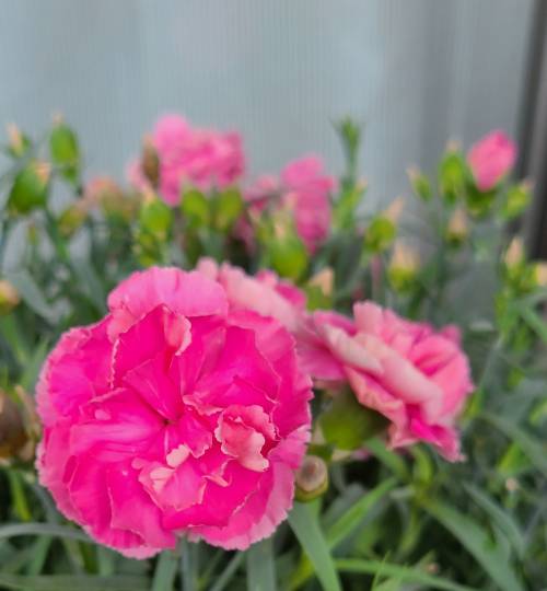 つぶやきトピック その58