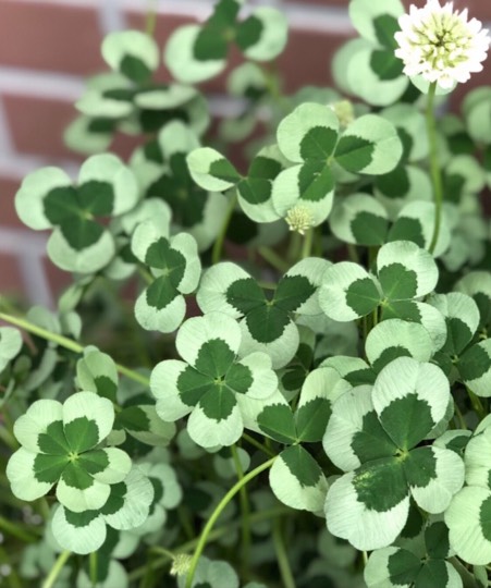 マスク同窓会詰所兼ニューフェイス歓迎所24(癒し所)