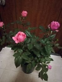 5月22日(土曜日)　中部空港倉庫店｜今週末は混みそうですかね(´∀｀;)
...