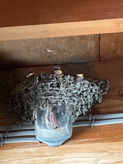 生き物ルーム第45