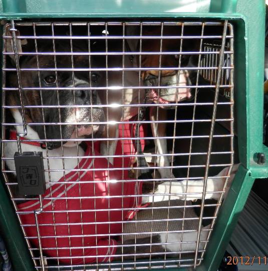 生き物ルーム第45