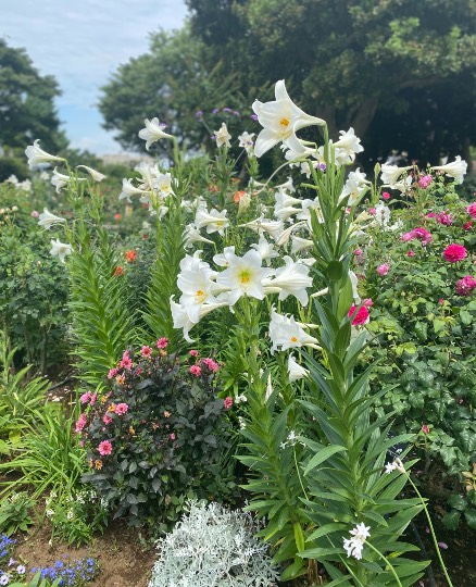 ◆(12)関西版 雑談◆〜関西以外の方も話の輪にどうぞ♪