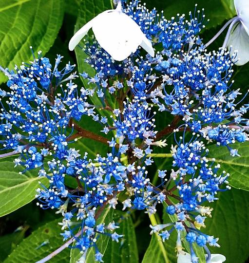 EGG'S CAFE 　Cha 茶 ちゃ♪