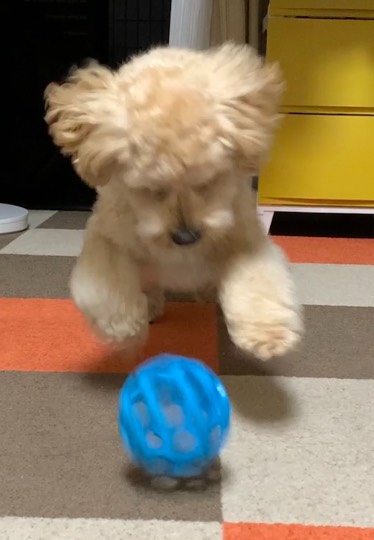 生き物ルーム第45