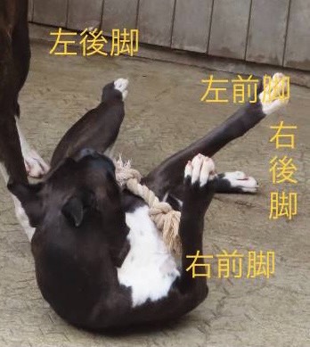 生き物ルーム第45