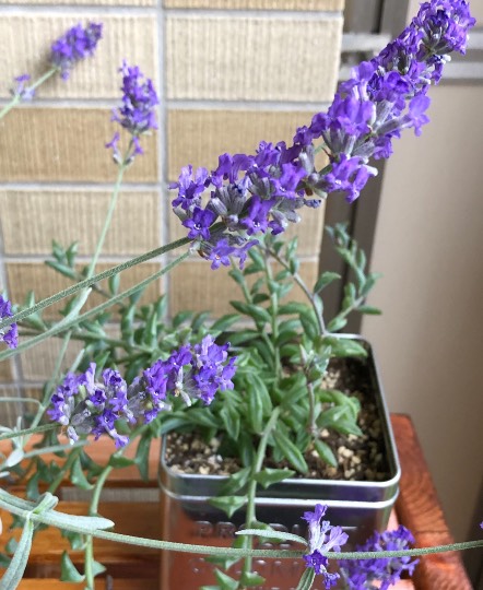 ★ドンキ♡♡ロピア 雑談38★