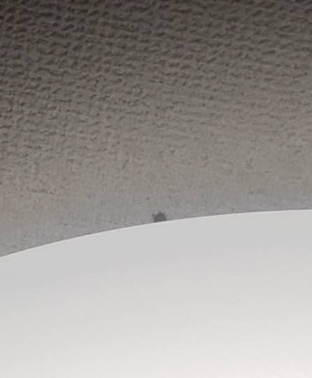 マスク同窓会詰所兼ニューフェイス歓迎所26(笑顔になる場所)