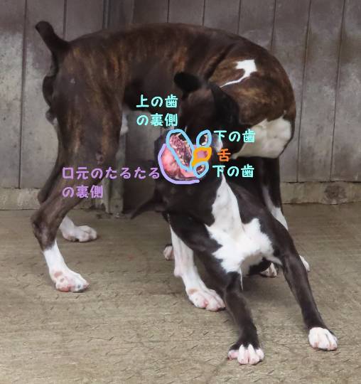 生き物ルーム第45