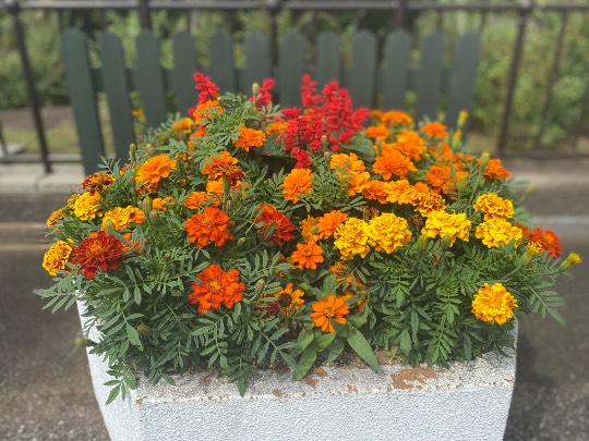 マスク同窓会詰所兼ニューフェイス歓迎所26(笑顔になる場所)