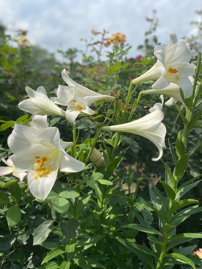 ★ドンキ♡♡ロピア 雑談37★