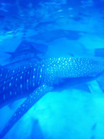 あつまれ‼︎雑談&amp;ゲーム好きの森　season２＃４　笹の葉さ〜らさら〜♪♪