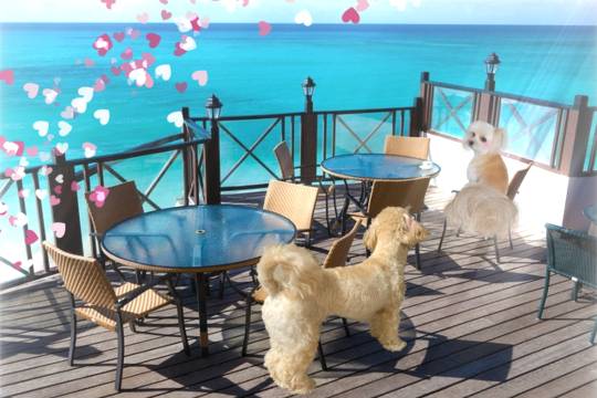 生き物ルーム第46