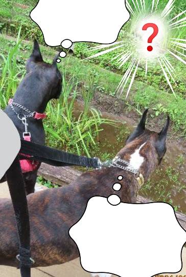 生き物ルーム第46