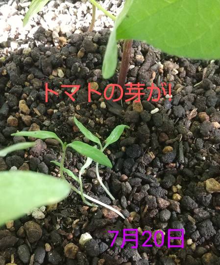 花木、ハーブ野菜、ガーデニング、昆虫etc 大好きさん集まれ6　書き込み初心者大歓迎。