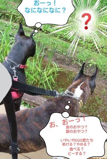 生き物ルーム第46