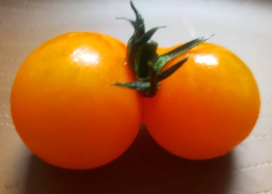 マスク同窓会詰所兼ニューフェイス歓迎所26(笑顔になる場所)