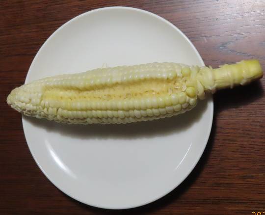 生き物ルーム第46