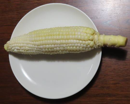 生き物ルーム第46