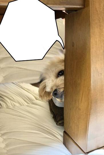 生き物ルーム第46