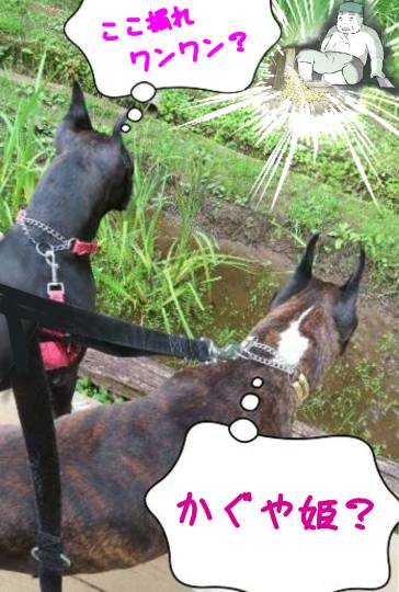 生き物ルーム第46