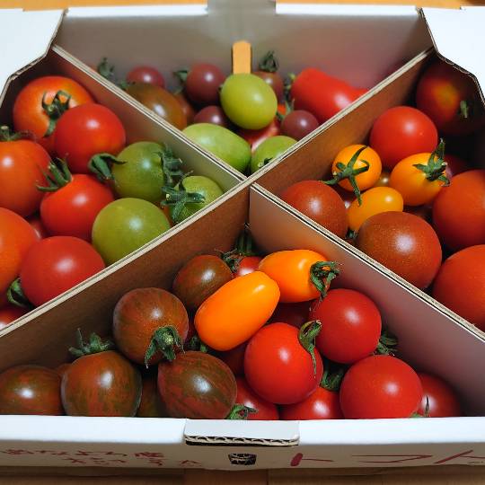 マスク同窓会詰所兼ニューフェイス歓迎所27(仲間が居る場所)