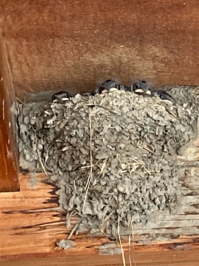 生き物ルーム第46