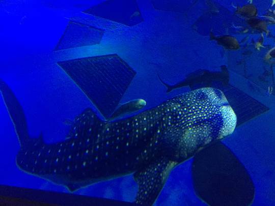 あつまれ‼︎雑談&amp;ゲーム好きの森　season２＃４　笹の葉さ〜らさら〜♪♪