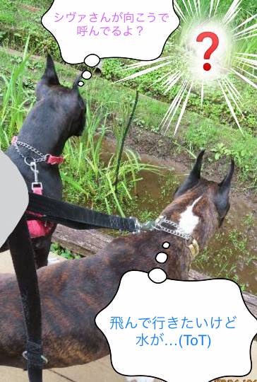 生き物ルーム第46