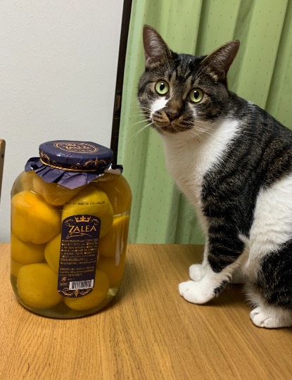 7月9日(金曜日)　中部空港倉庫店｜犬用コットベッドはありますか？...