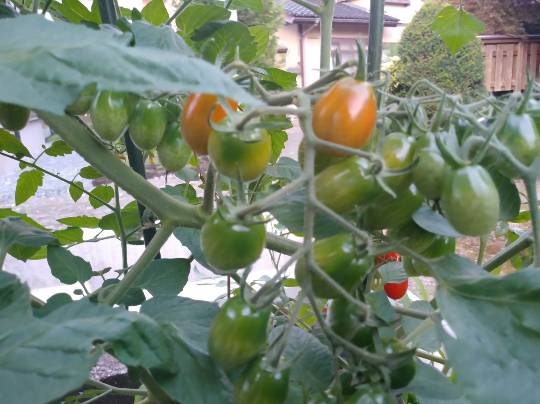 ★ドンキ♡♡ロピア 雑談39★