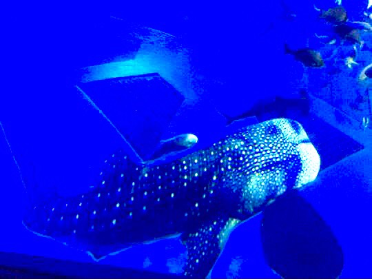 あつまれ‼︎雑談&amp;ゲーム好きの森　season２＃４　笹の葉さ〜らさら〜♪♪