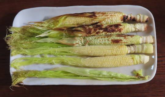 生き物ルーム第46