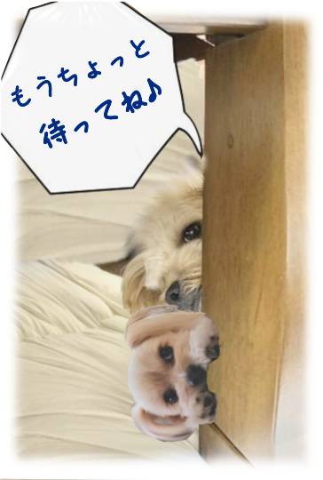 生き物ルーム第46