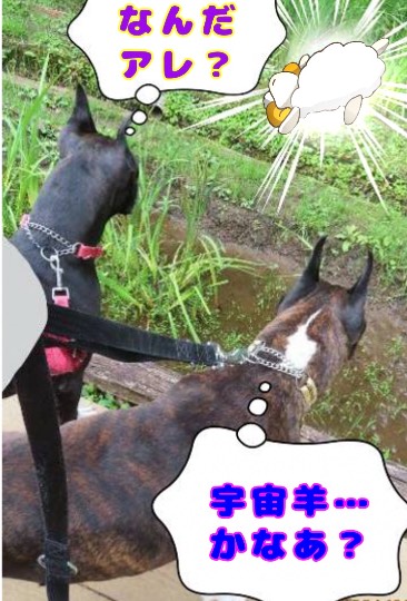 生き物ルーム第46