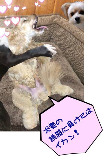 生き物ルーム第46