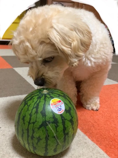 生き物ルーム第46