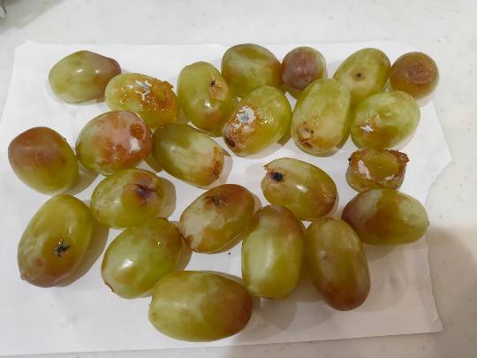 8月30日(月曜日)　守山倉庫店｜本日ホノルルクッキー入荷がありましたら教...