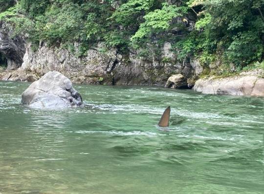 あつまれ‼︎雑談&ゲーム好きの森 season2#5 ドンとなった花火だ きれいだな〜♪♪