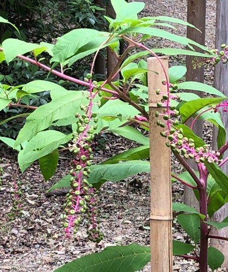 ★ドンキ♡♡ロピア 雑談42★