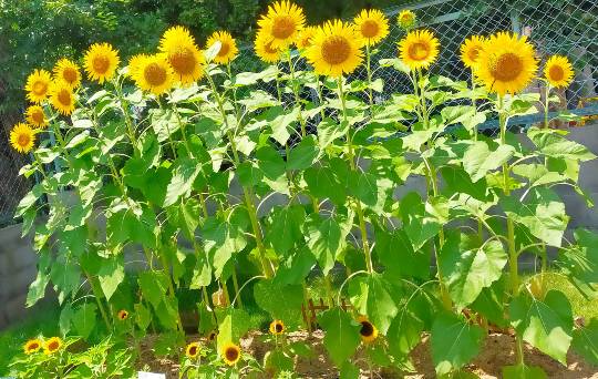 ★ドンキ♡♡ロピア 雑談41★