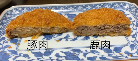 生き物ルーム第48