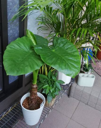 8月31日(火曜日)　中部空港倉庫店｜おはようございます。
ホノルルクッキー...