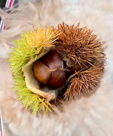 生き物ルーム第48