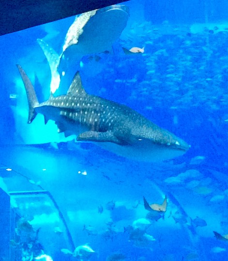 ★ドンキ♡♡ロピア 雑談43★