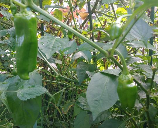 ★ドンキ♡♡ロピア 雑談43★