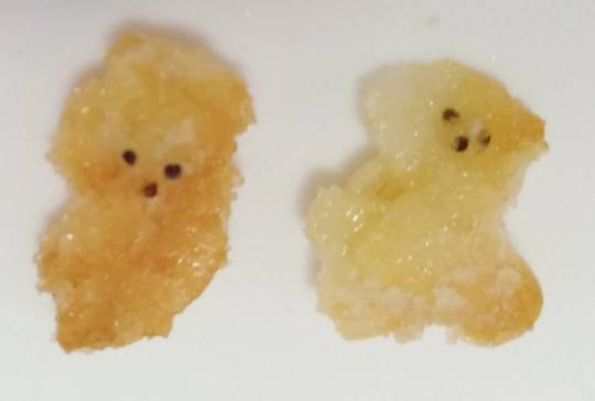 生き物ルーム第48