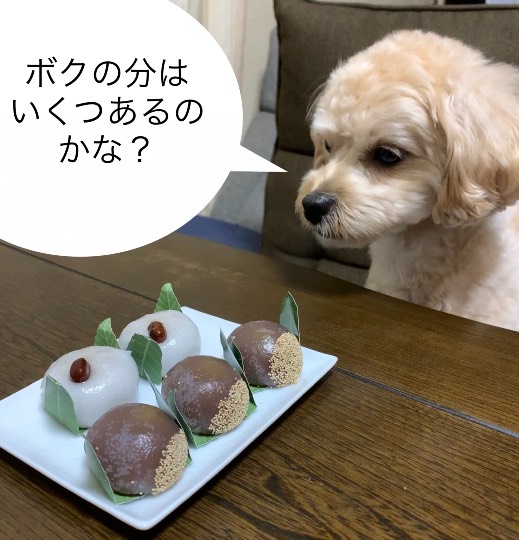 生き物ルーム第48