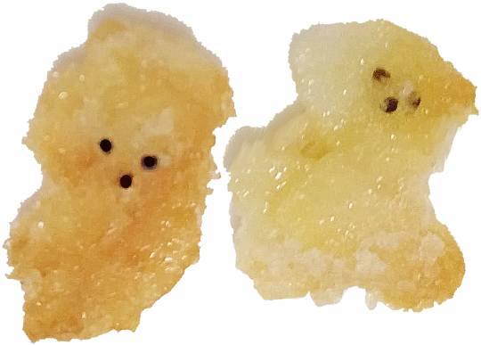 生き物ルーム第48