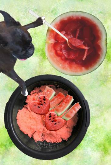 生き物ルーム第48