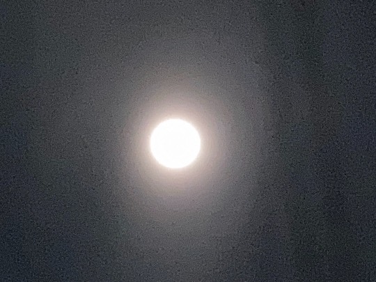 あつまれ‼︎雑談&ゲーム好きの森 season2#5 ドンとなった花火だ きれいだな〜♪♪